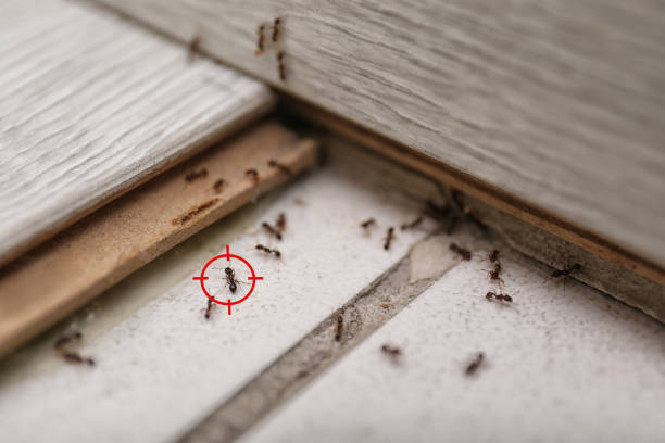 Best Pest Control for Homes  in Mountain City, TN