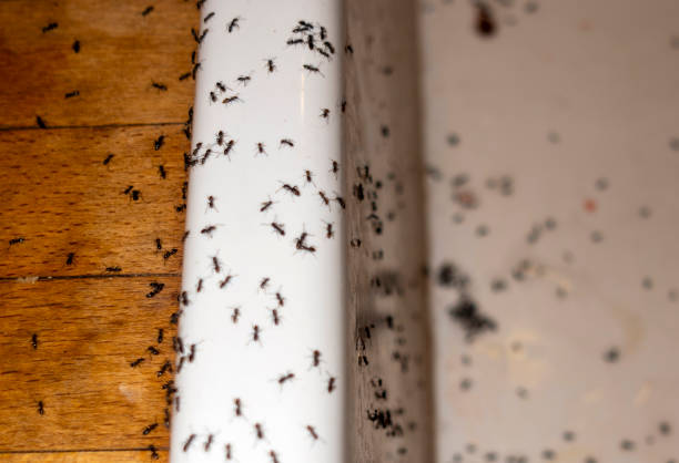 Best Termite Control Services  in Mountain City, TN
