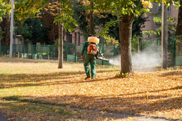 Trusted Mountain City, TN Pest Control Experts