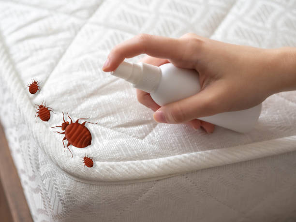 Best Bed Bug Extermination  in Mountain City, TN