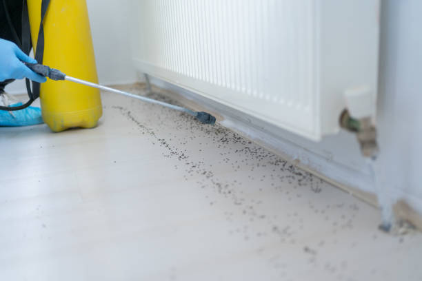 Best Insect Control  in Mountain City, TN
