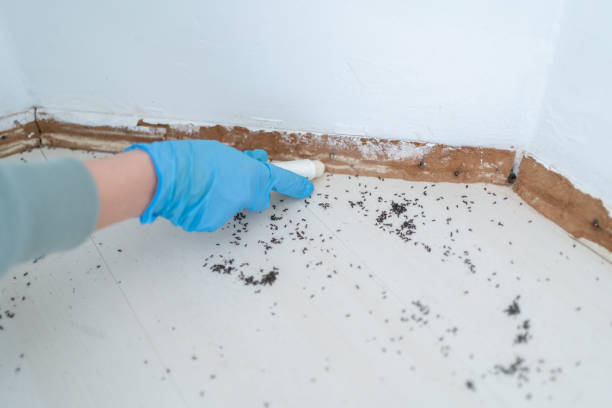 Best Pest Removal Services  in Mountain City, TN