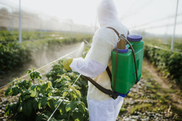 Best Wasp Removal Services  in Mountain City, TN
